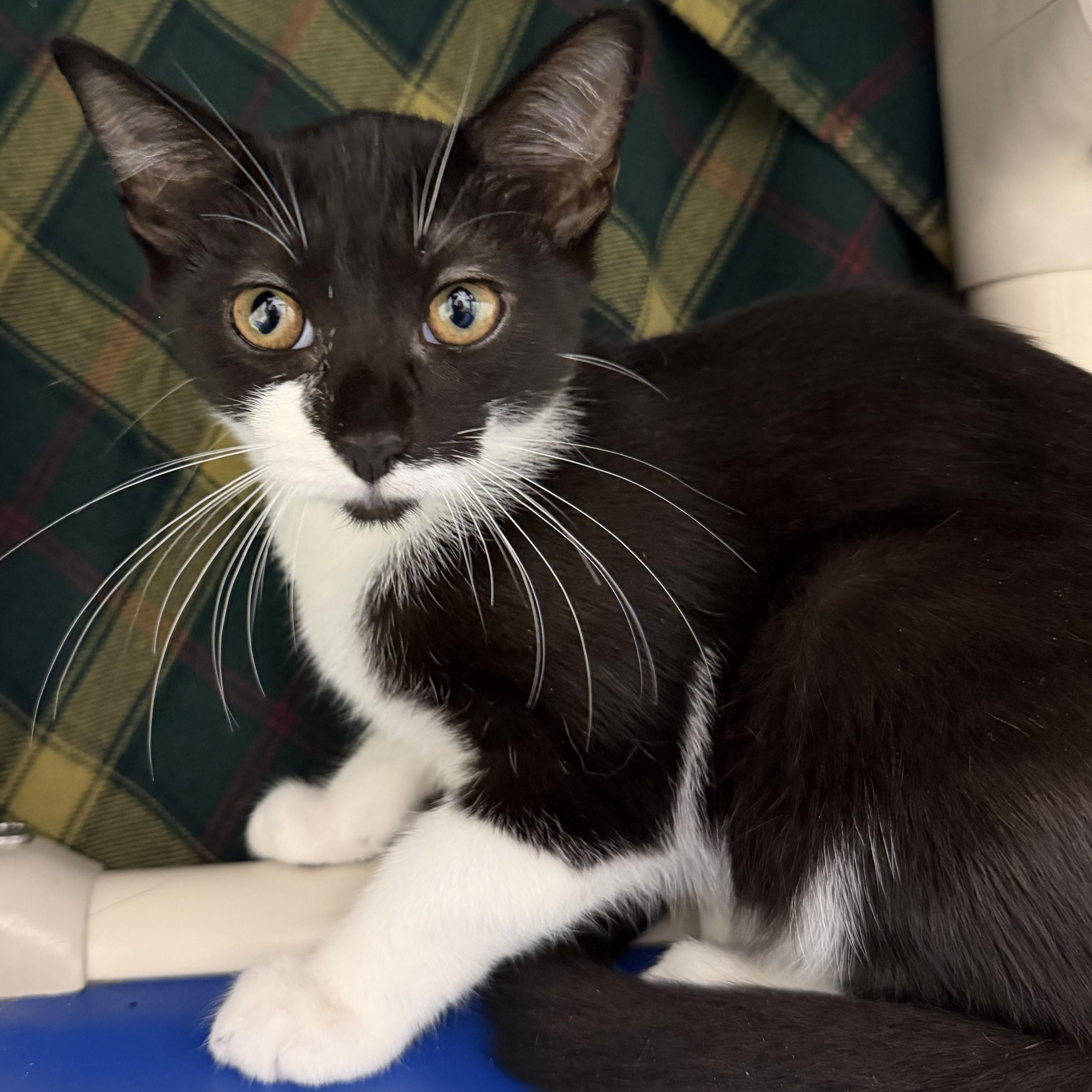 Enlarge Janessa, a ADOPTABLE Domestic Short Hair in Cooperstown, NY image 3/3