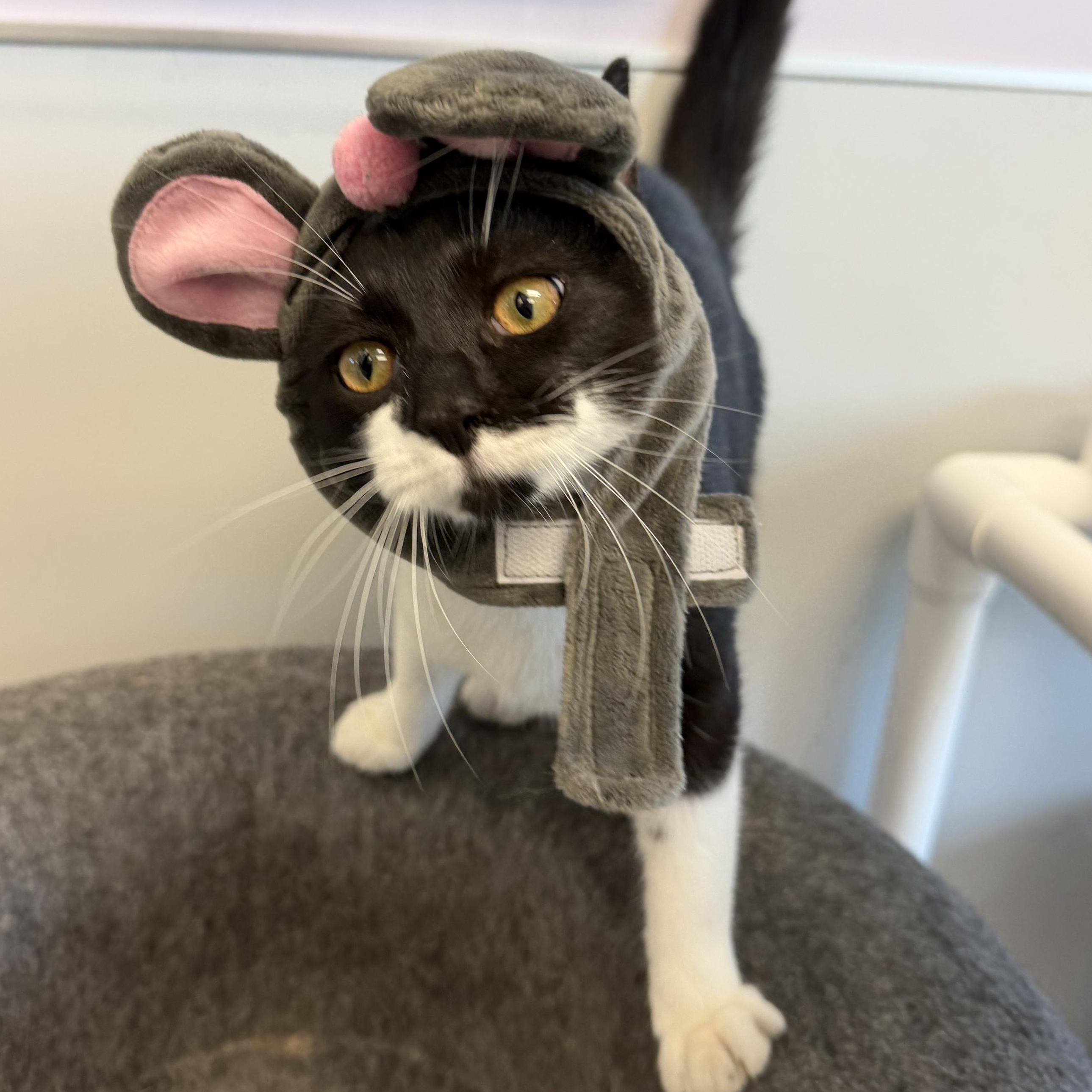 Enlarge Janessa, a Adoptable Domestic Short Hair in Cooperstown, NY image 5/5