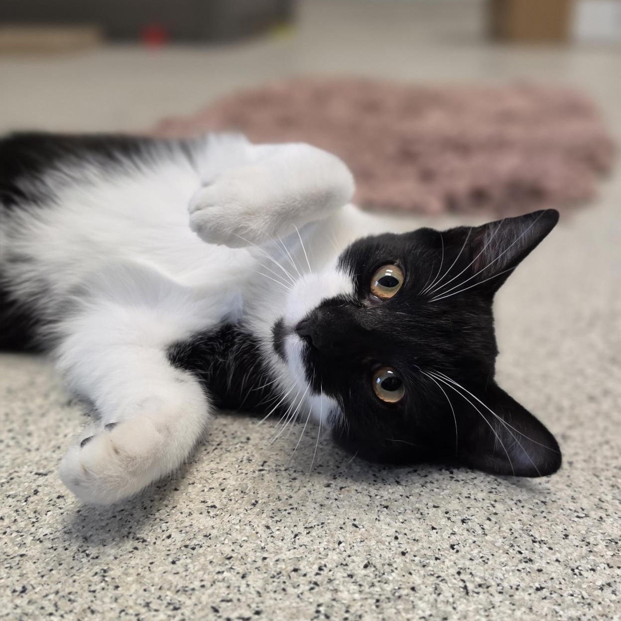 Janessa, Adoptable, Kitten Female Domestic Short Hair.