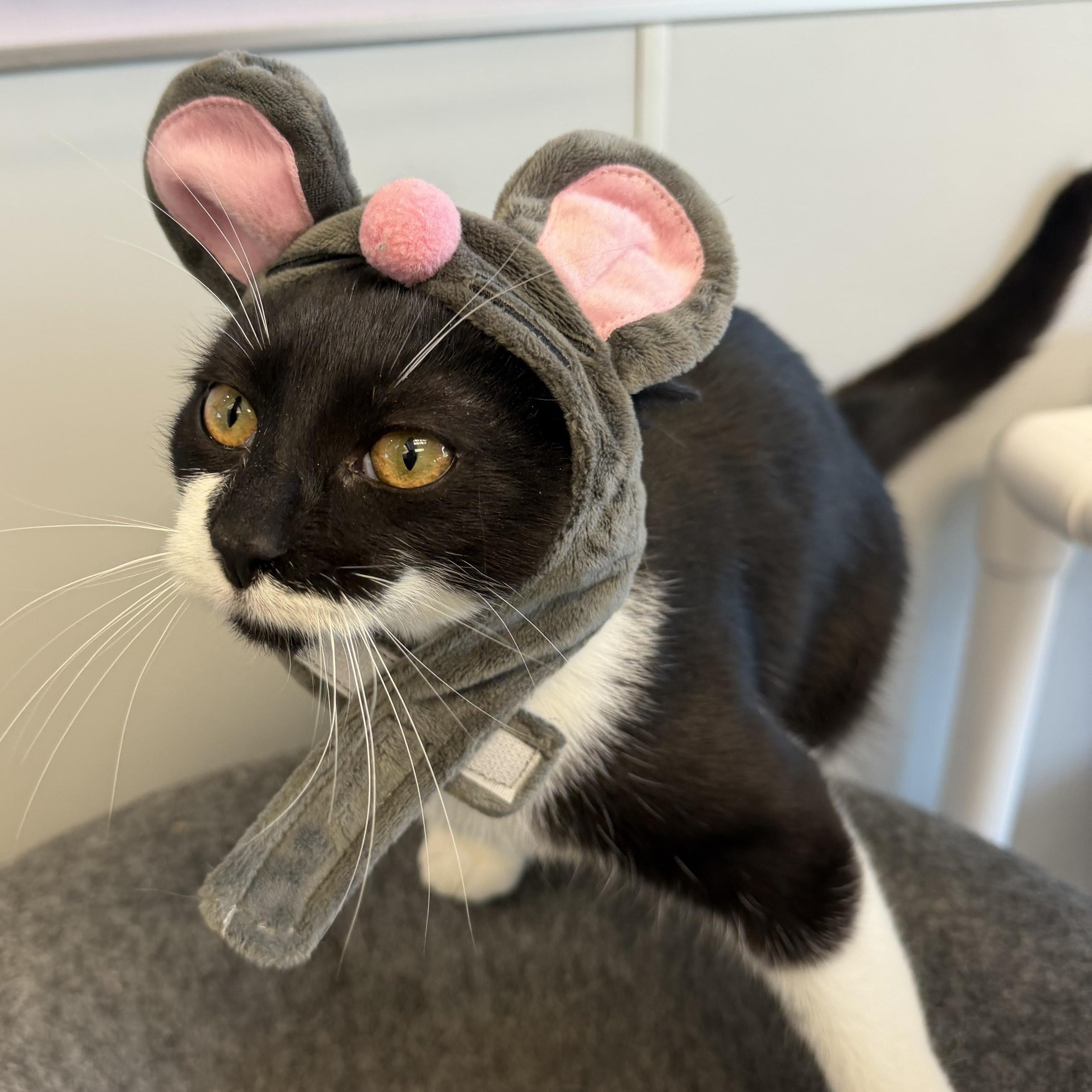 Janessa, Adoptable, Kitten Female Domestic Short Hair.