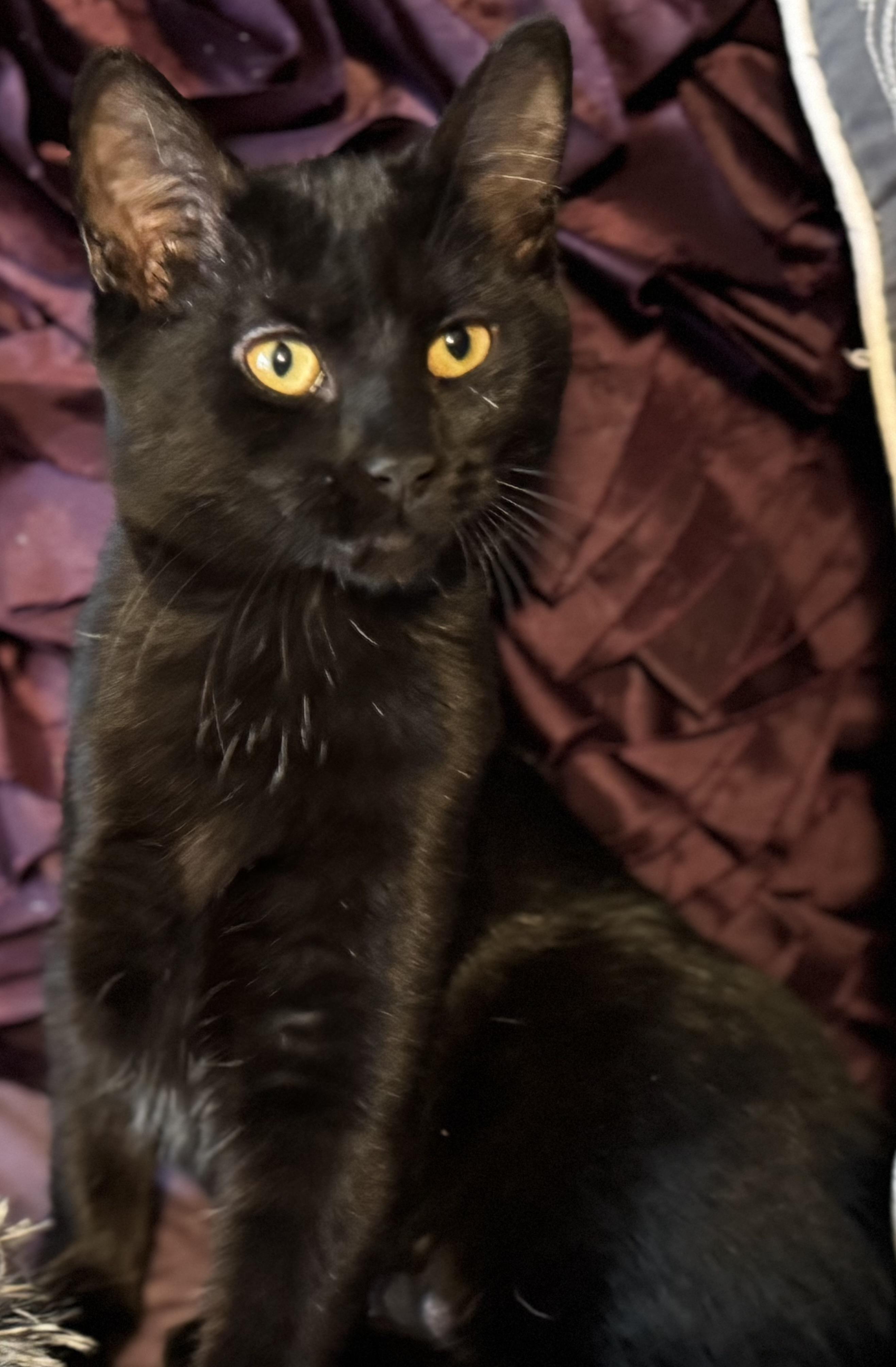 Dory, a ADOPTABLE Domestic Short Hair in Sedalia, MO image 1/3