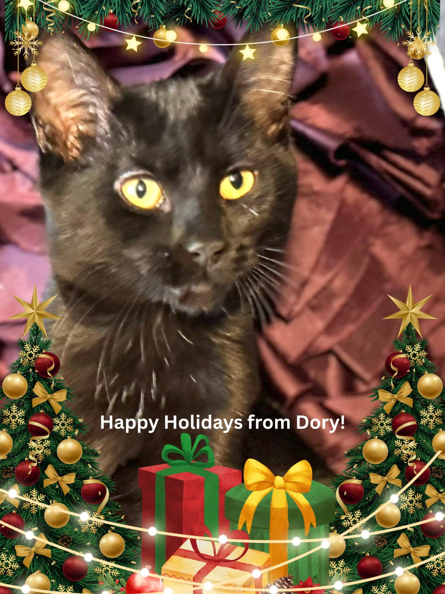 Dory, a ADOPTABLE Domestic Short Hair in Sedalia, MO image 2/3