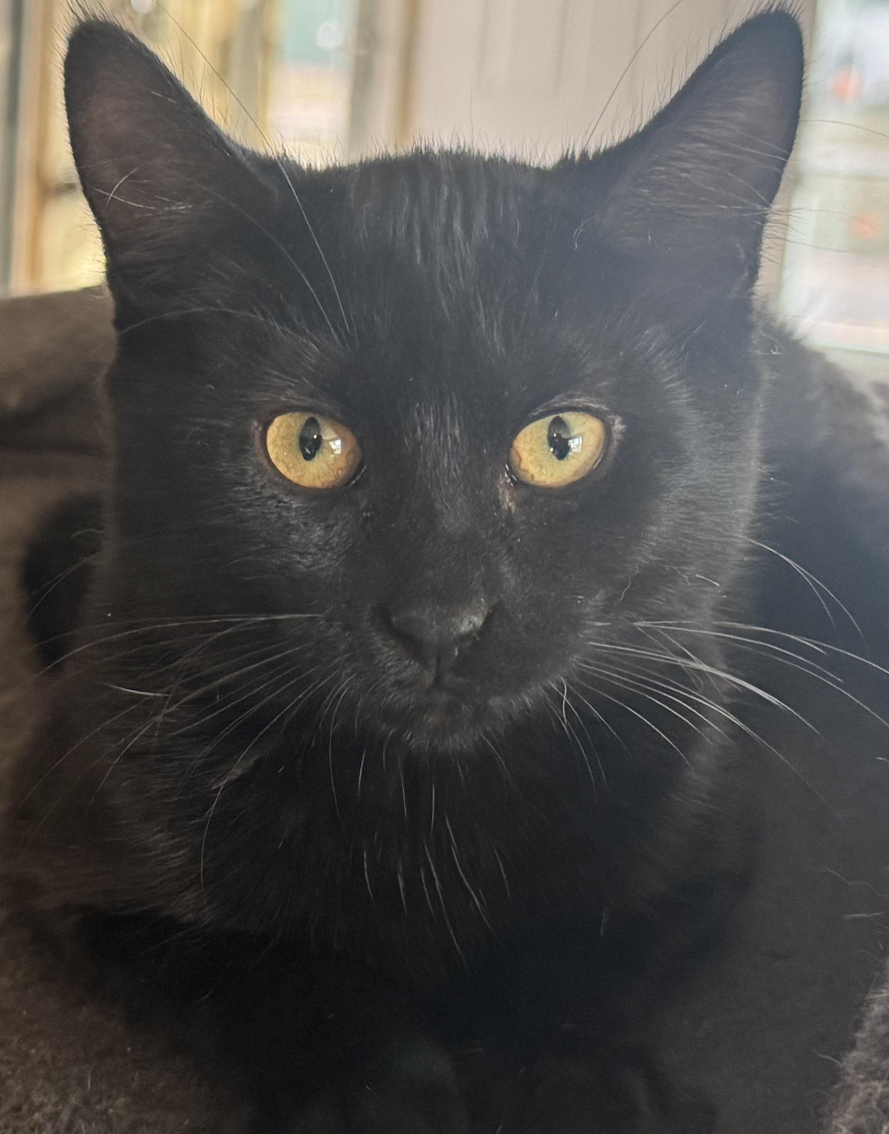 Dory, a ADOPTABLE Domestic Short Hair in Sedalia, MO image 3/3