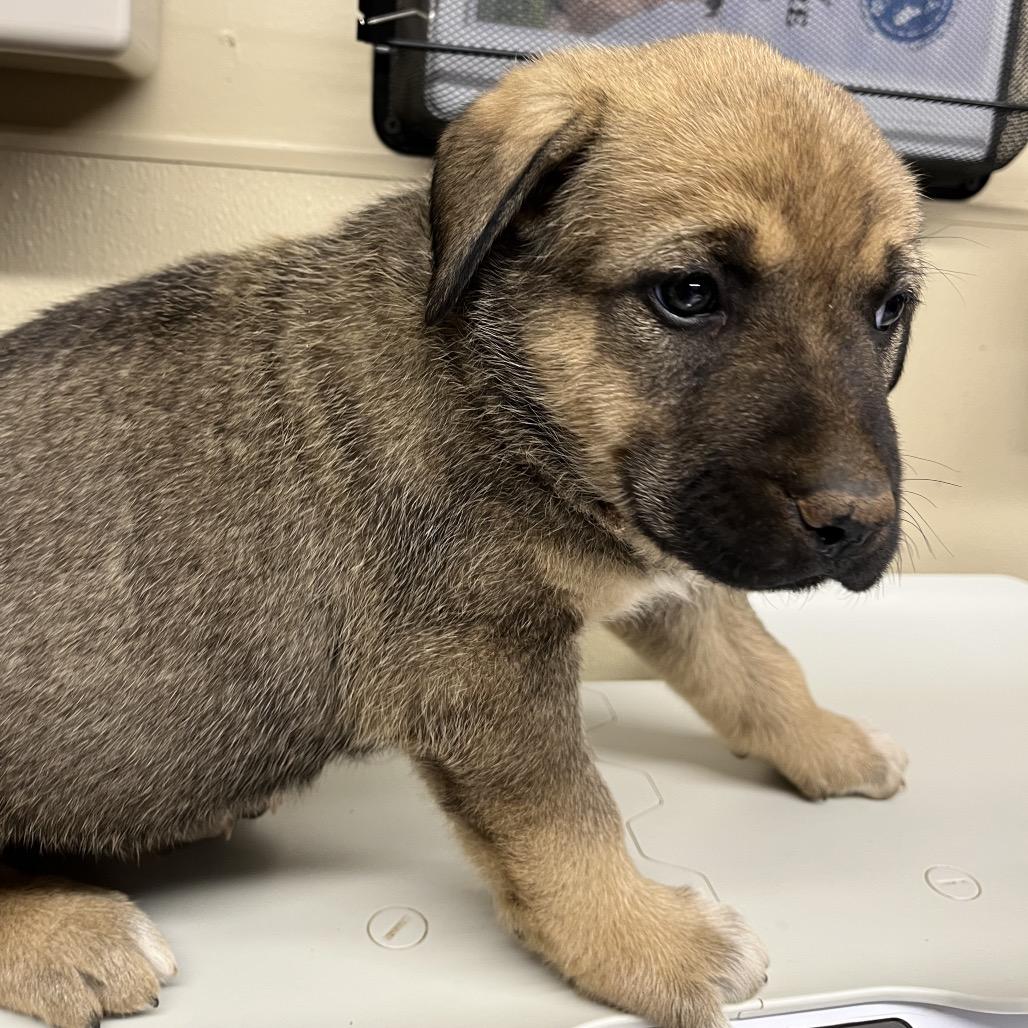 Suki, a Adoptable Mixed Breed in Oxford, ME image 1/3
