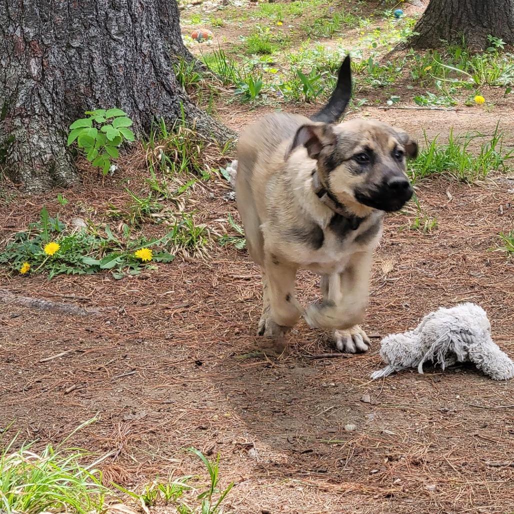 Suki, a Adoptable mixed breed in Oxford, ME image 1/5