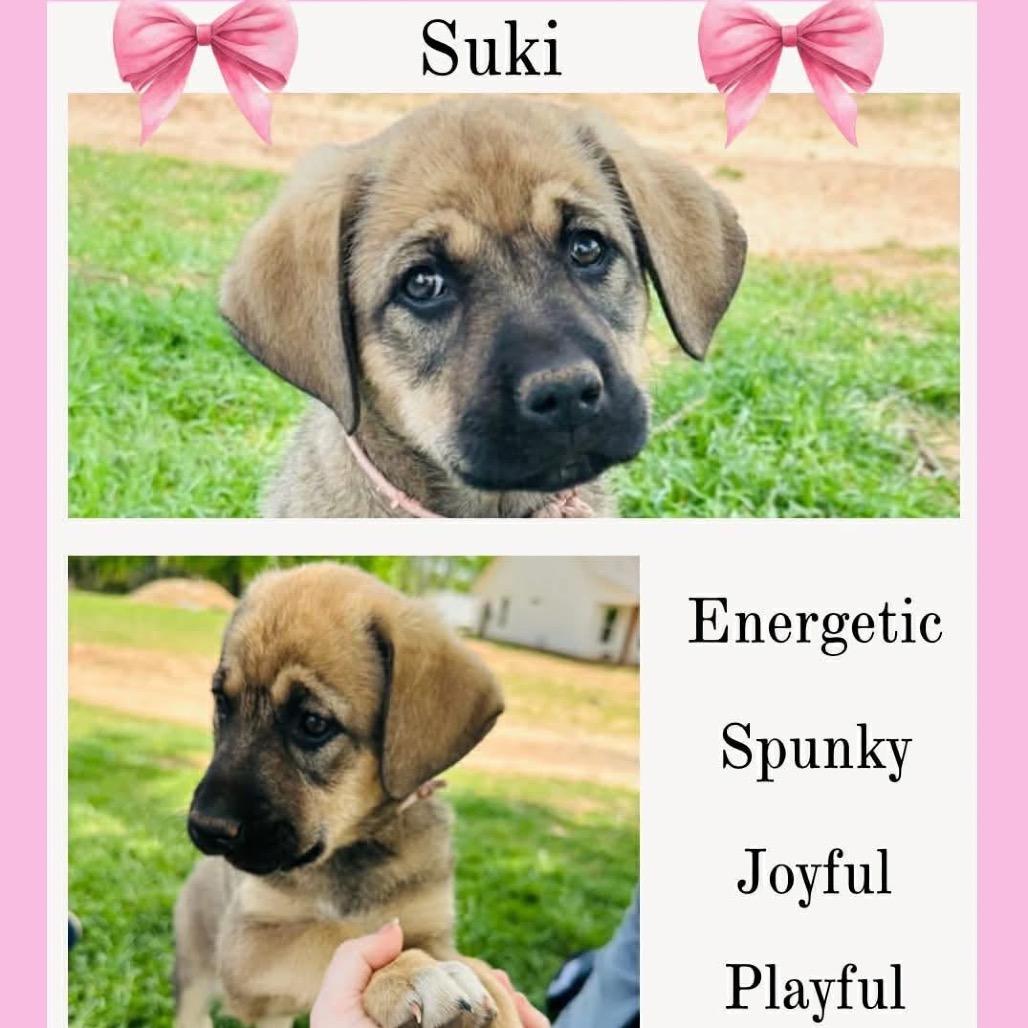 Suki, a Adoptable Mixed Breed in Oxford, ME image 2/3