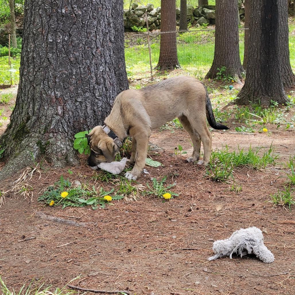 Suki, a Adoptable mixed breed in Oxford, ME image 3/5