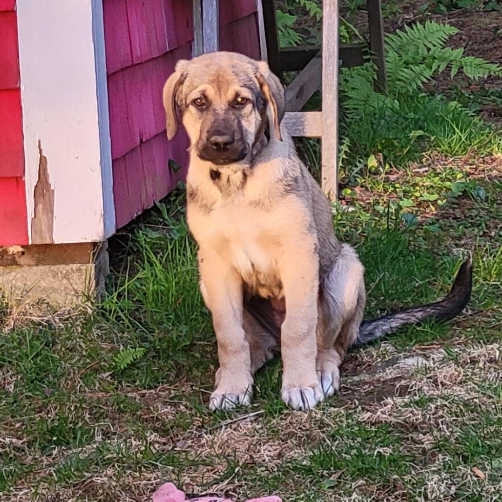 Suki, a Adoptable mixed breed in Oxford, ME image 4/5