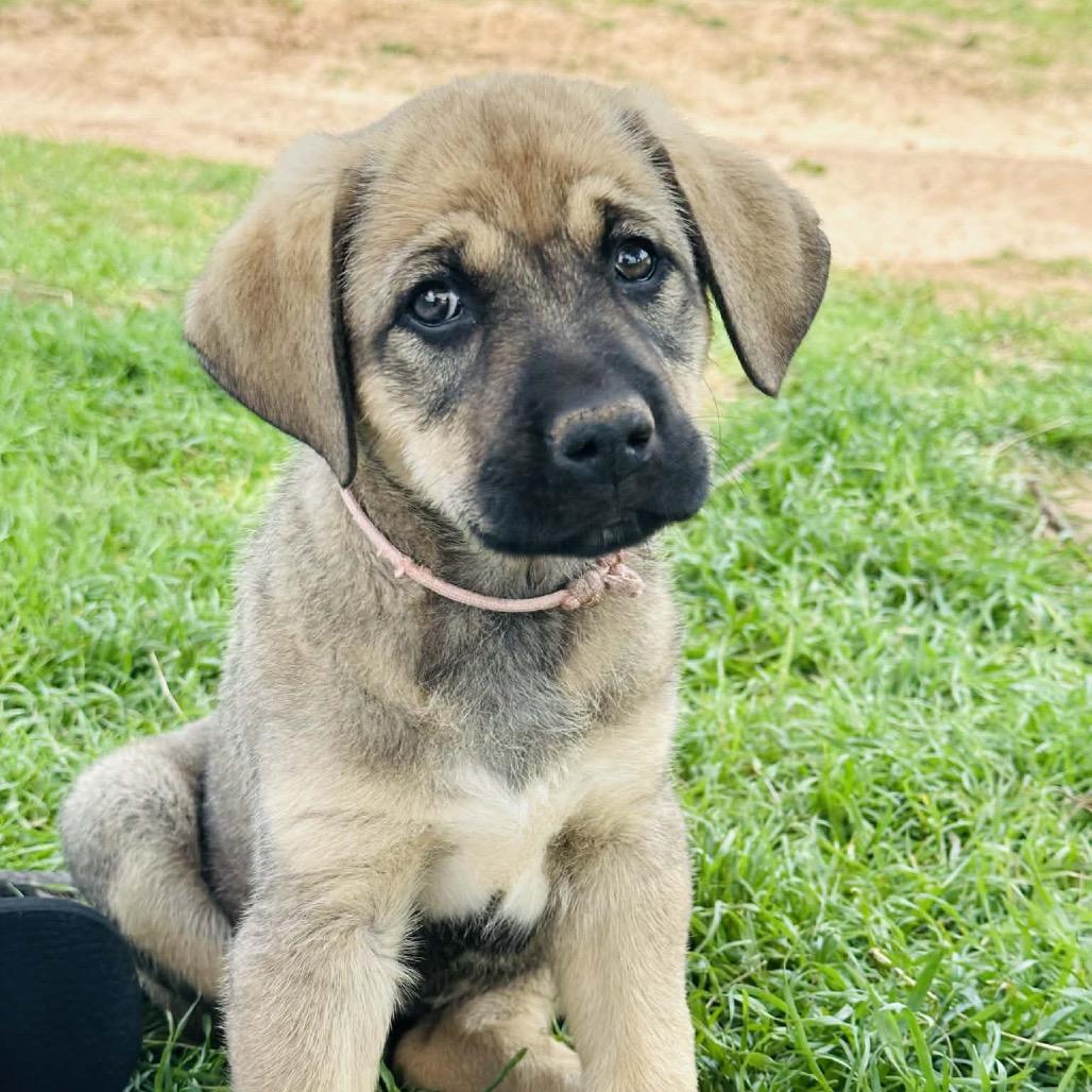 Suki, a Adoptable Mixed Breed in Oxford, ME image 3/3