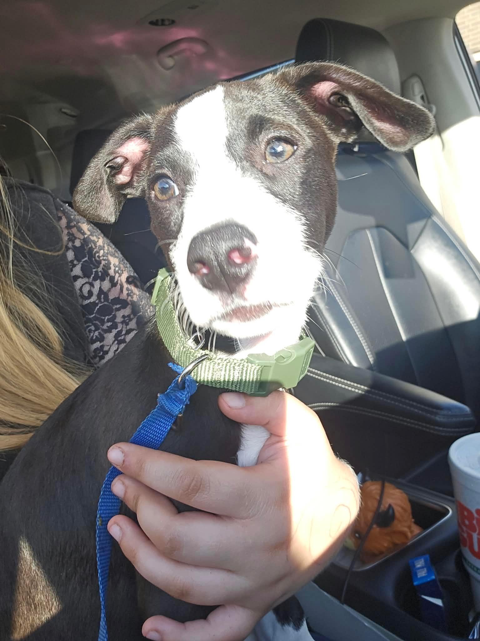Enlarge Duke, a Adoptable mixed breed in Davisburg, MI image 1/1