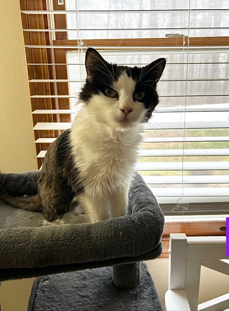 Ruthie, a Adoptable Domestic Medium Hair in Colchester, CT image 2/5