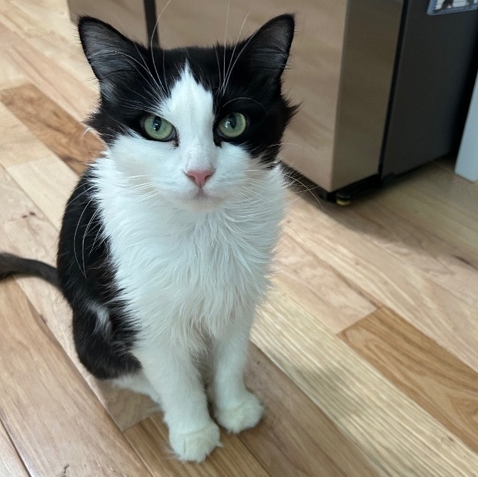 Ruthie, a Adoptable Domestic Medium Hair in Colchester, CT image 3/5