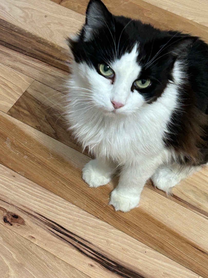 Ruthie, a Adoptable Domestic Medium Hair in Colchester, CT image 1/5