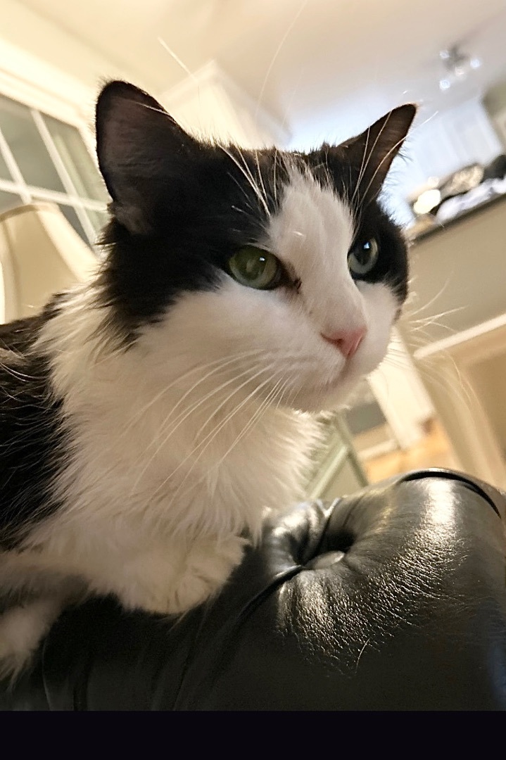 Ruthie, a Adoptable Domestic Medium Hair in Colchester, CT image 4/5