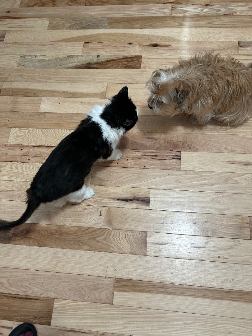 Ruthie, a Adoptable Domestic Medium Hair in Colchester, CT image 5/5