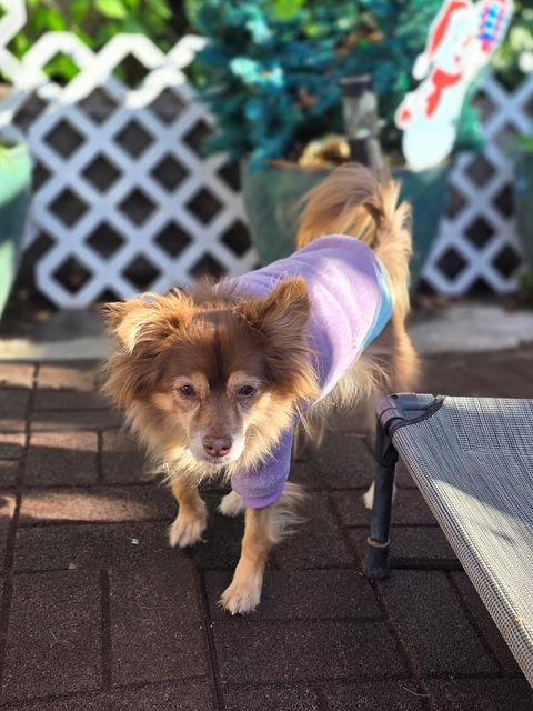 Mocha, a Adoptable Chihuahua in Midway, UT image 1/6