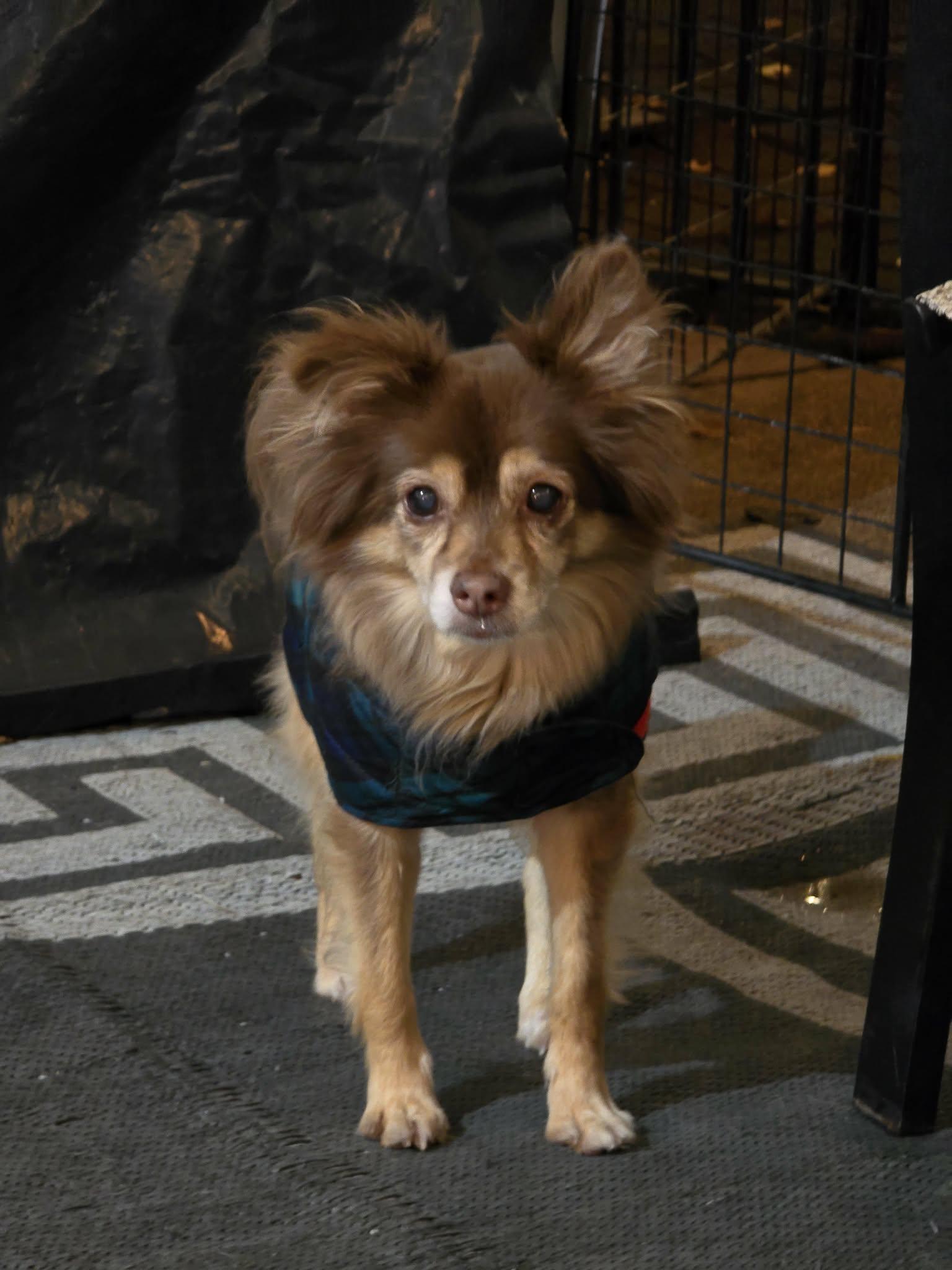 Mocha, a Adoptable Chihuahua in Midway, UT image 2/6