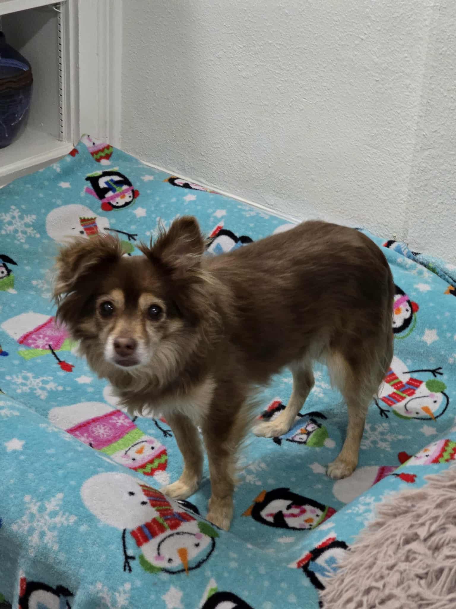 Mocha, a Adoptable Chihuahua in Midway, UT image 4/6