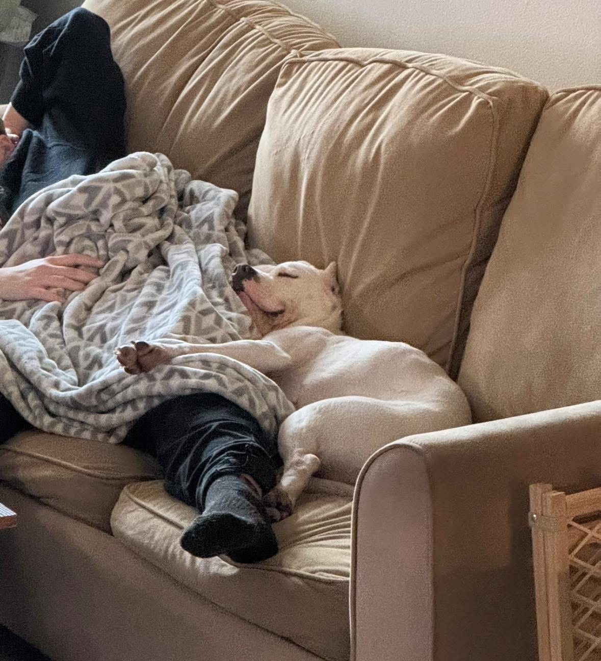 Freya, ADOPTABLE, Adult Female Mixed Breed.