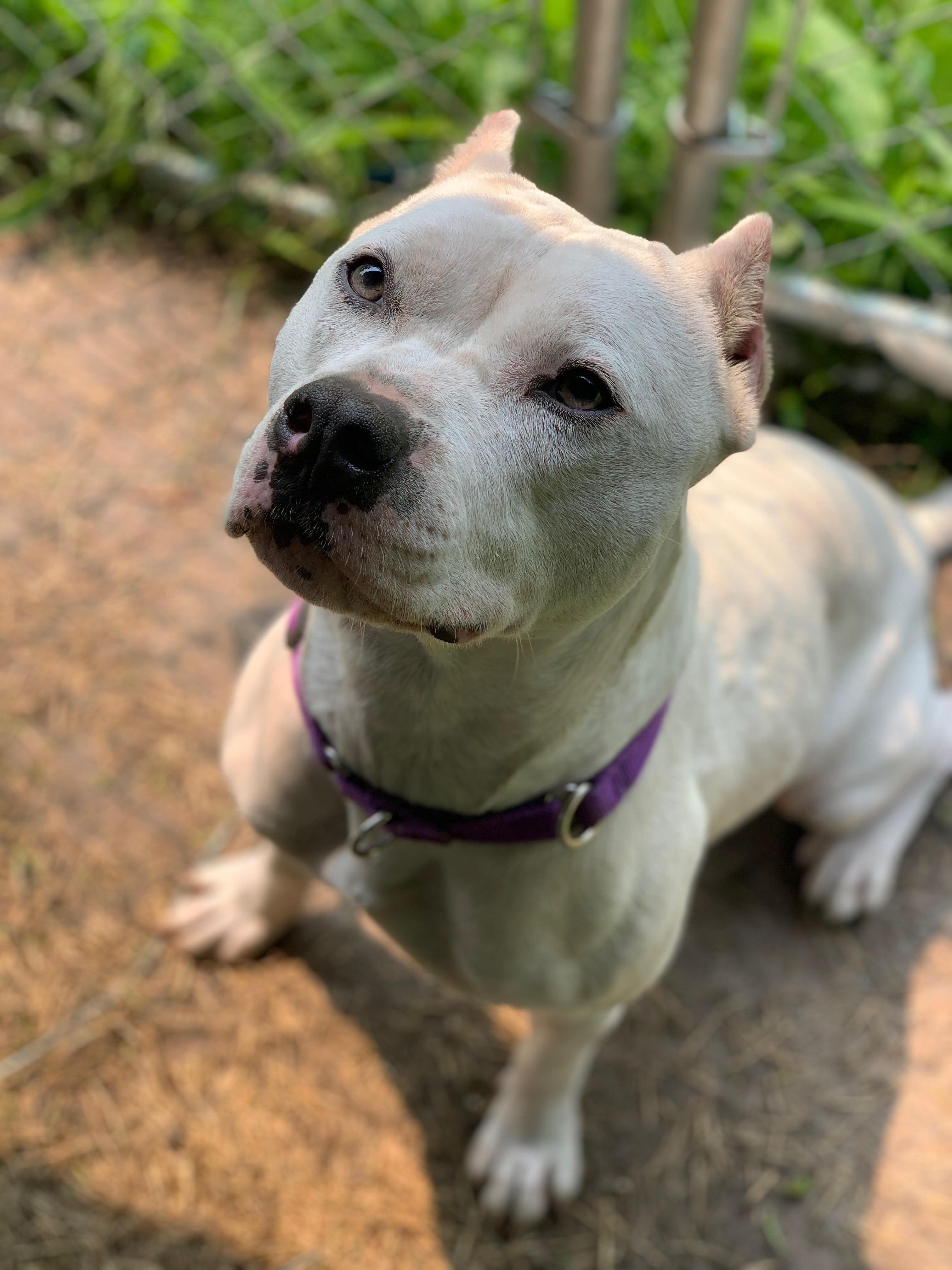 Enlarge Freya, a ADOPTABLE Mixed Breed in Sturtevant, WI image 3/4