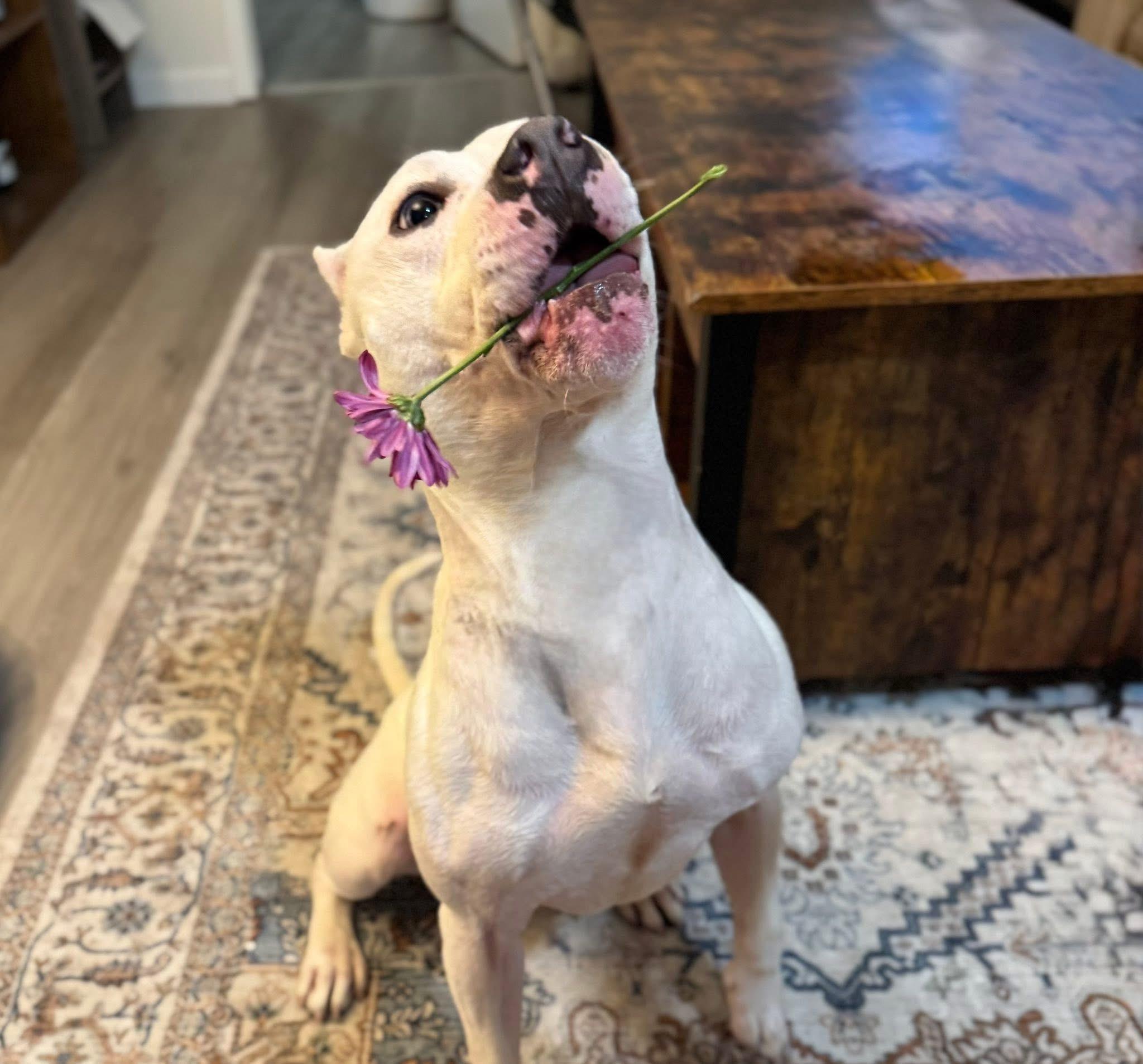 Enlarge Freya, a ADOPTABLE Mixed Breed in Sturtevant, WI image 4/4