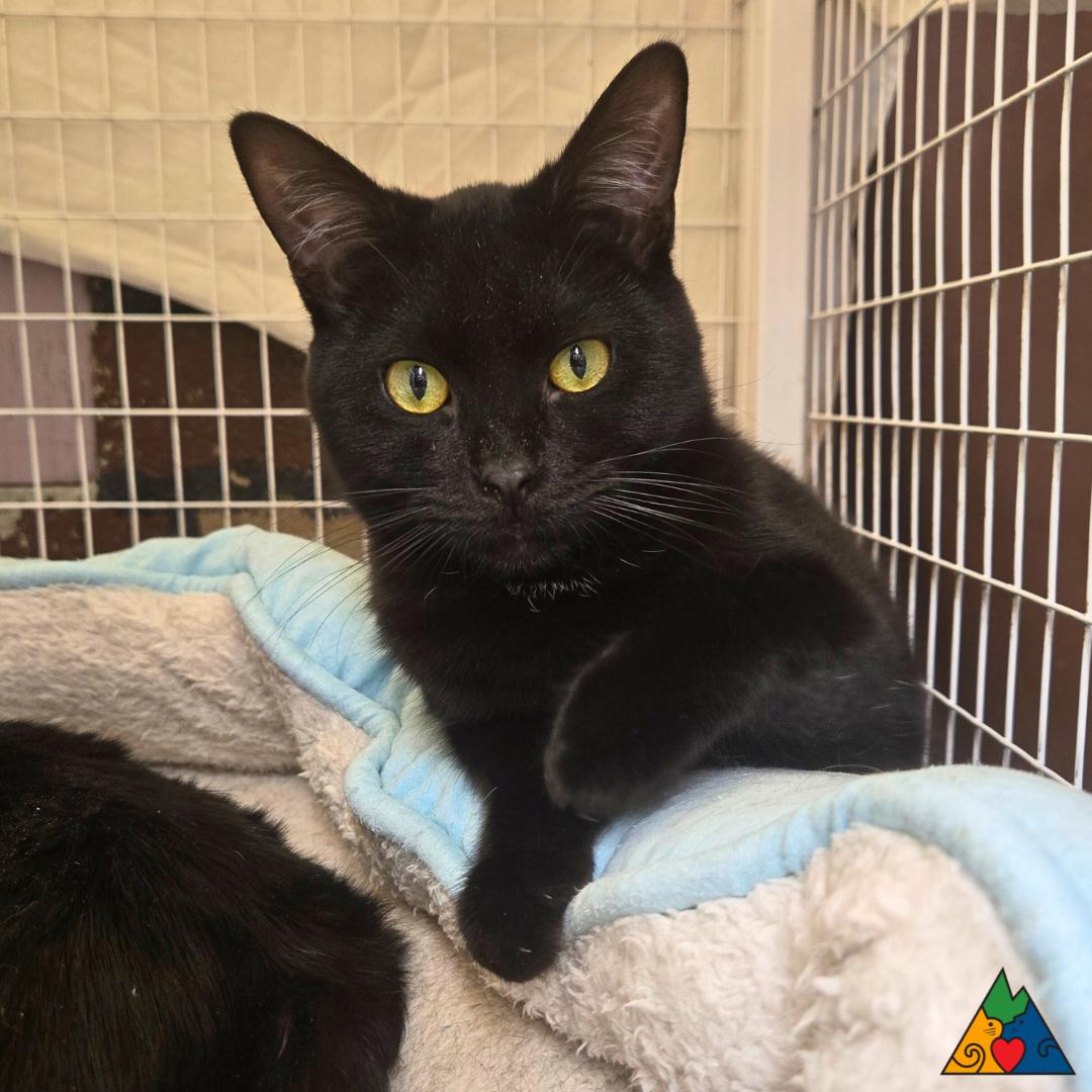 Ralphi, a ADOPTABLE Domestic Short Hair in Douglas, WY image 1/3