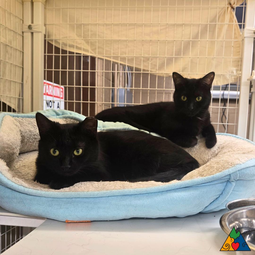 Ralphi, a ADOPTABLE Domestic Short Hair in Douglas, WY image 3/3