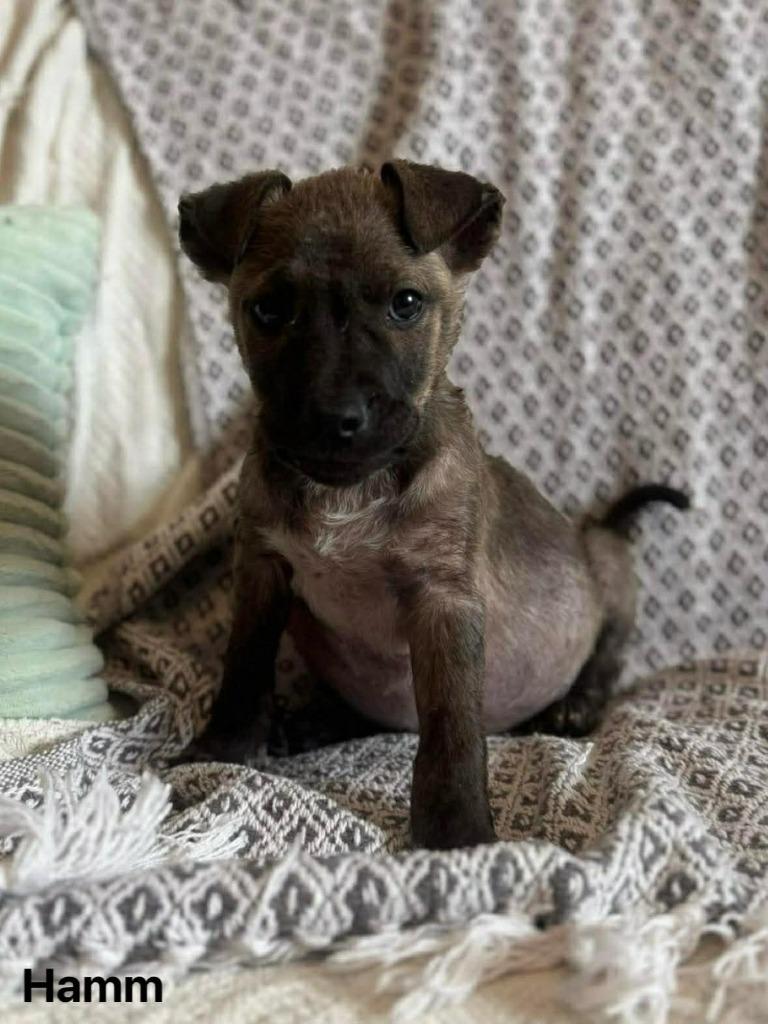 Hamm, Adoptable, Puppy Male Mixed Breed.