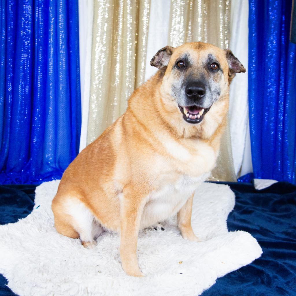 Sophie, Adoptable, Senior Female Mixed Breed.