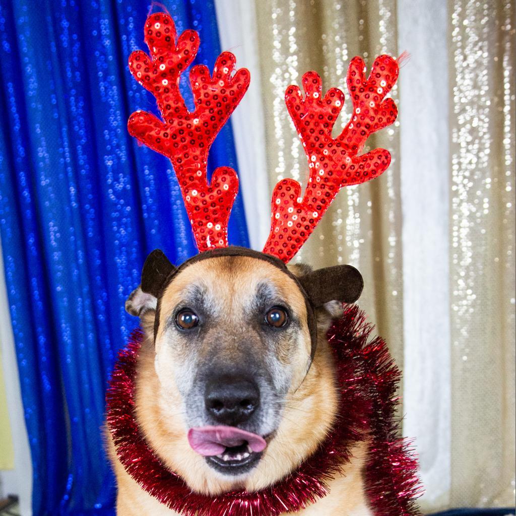 Sophie, a Adoptable Mixed Breed in Canton, IL image 2/6