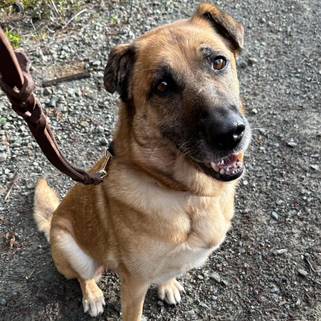 Sophie, a Adoptable Mixed Breed in Canton, IL image 4/6