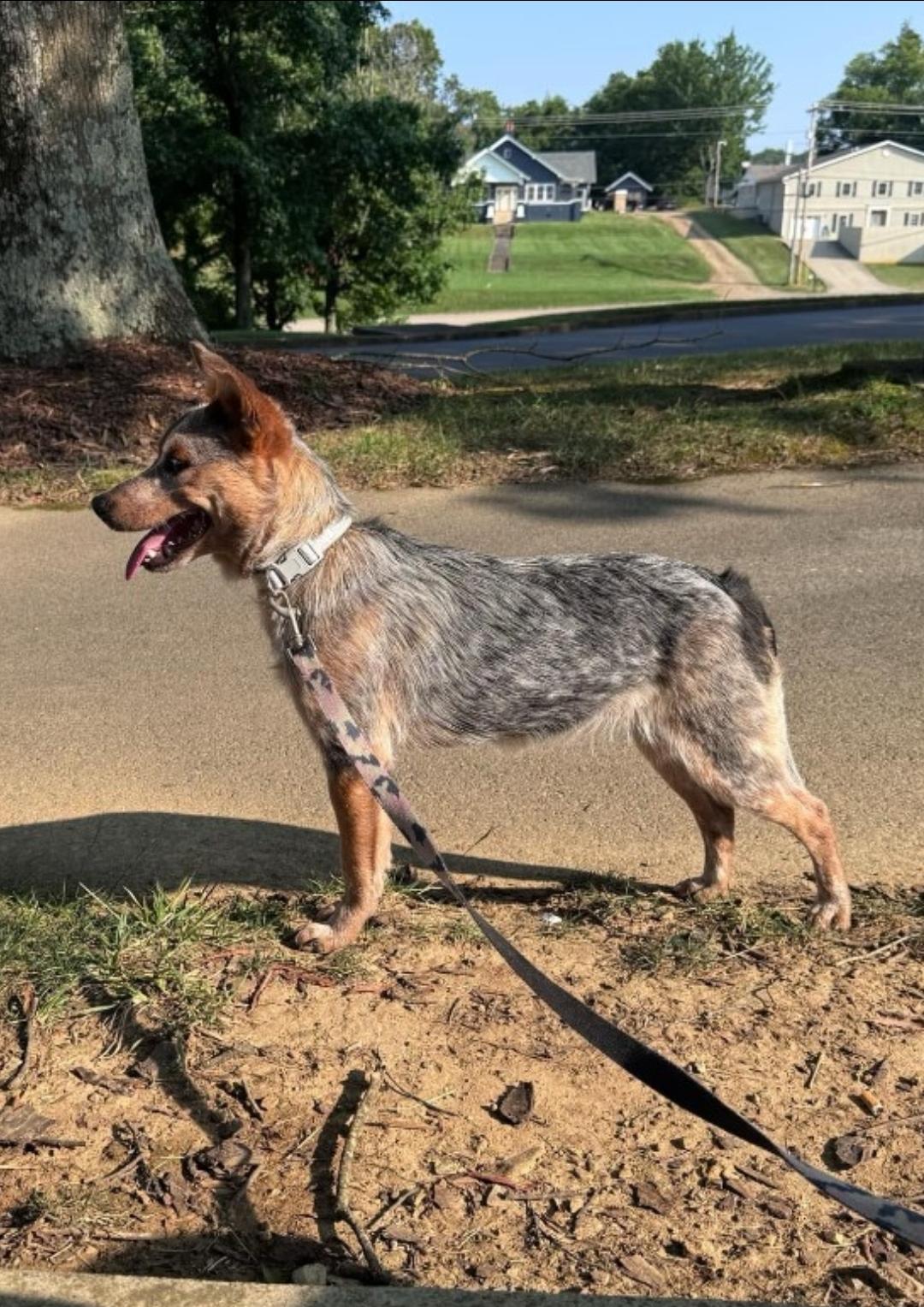 Enlarge Jessie, a Adopted mixed breed in Bradenton, FL image 1/3