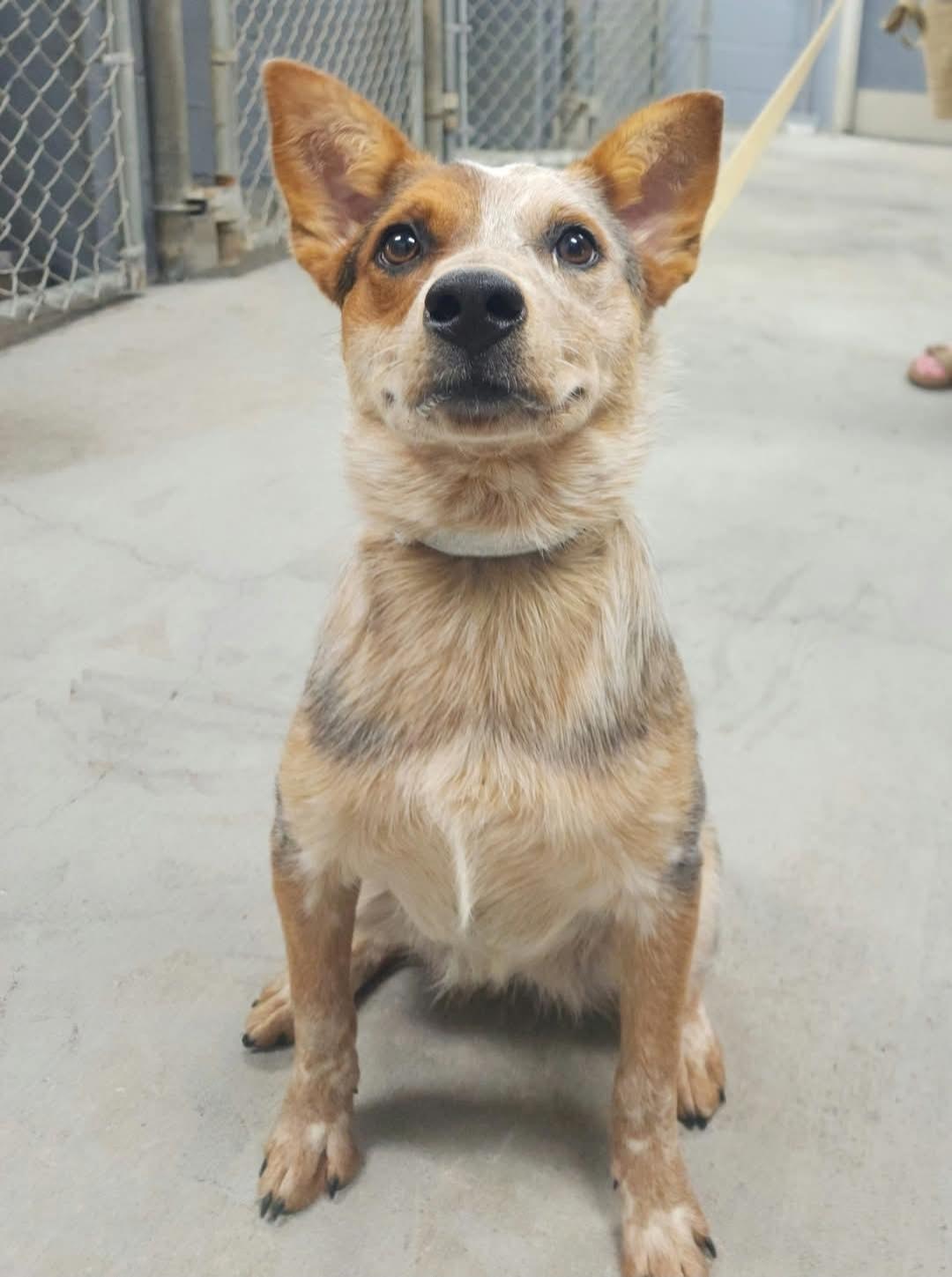 Enlarge Jessie, a Adopted mixed breed in Bradenton, FL image 2/3