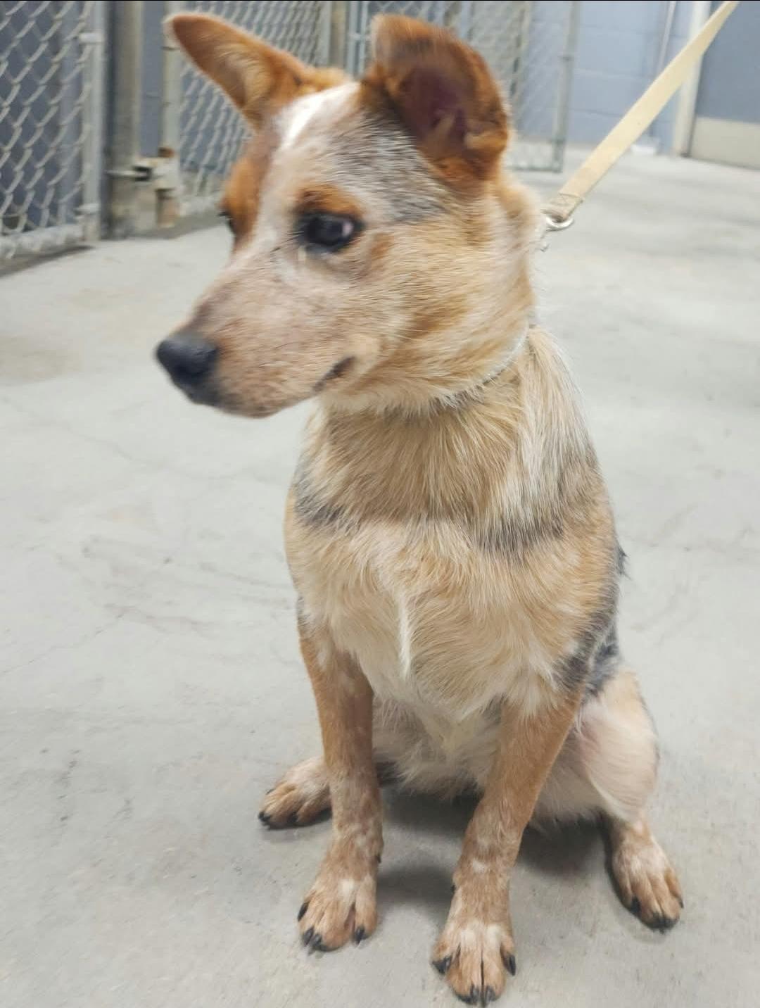 Enlarge Jessie, a Adopted mixed breed in Bradenton, FL image 3/3