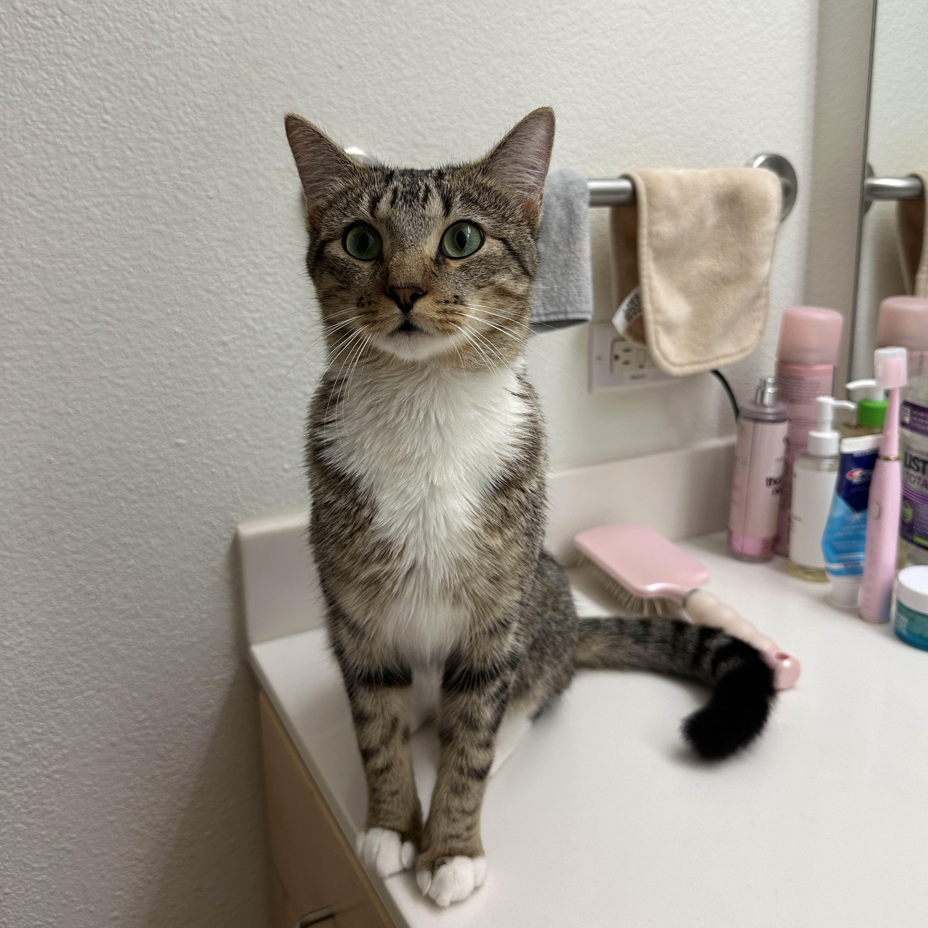 Enlarge Young Gentleman, a Adoptable mixed breed in Rocky Hill, CT image 4/5