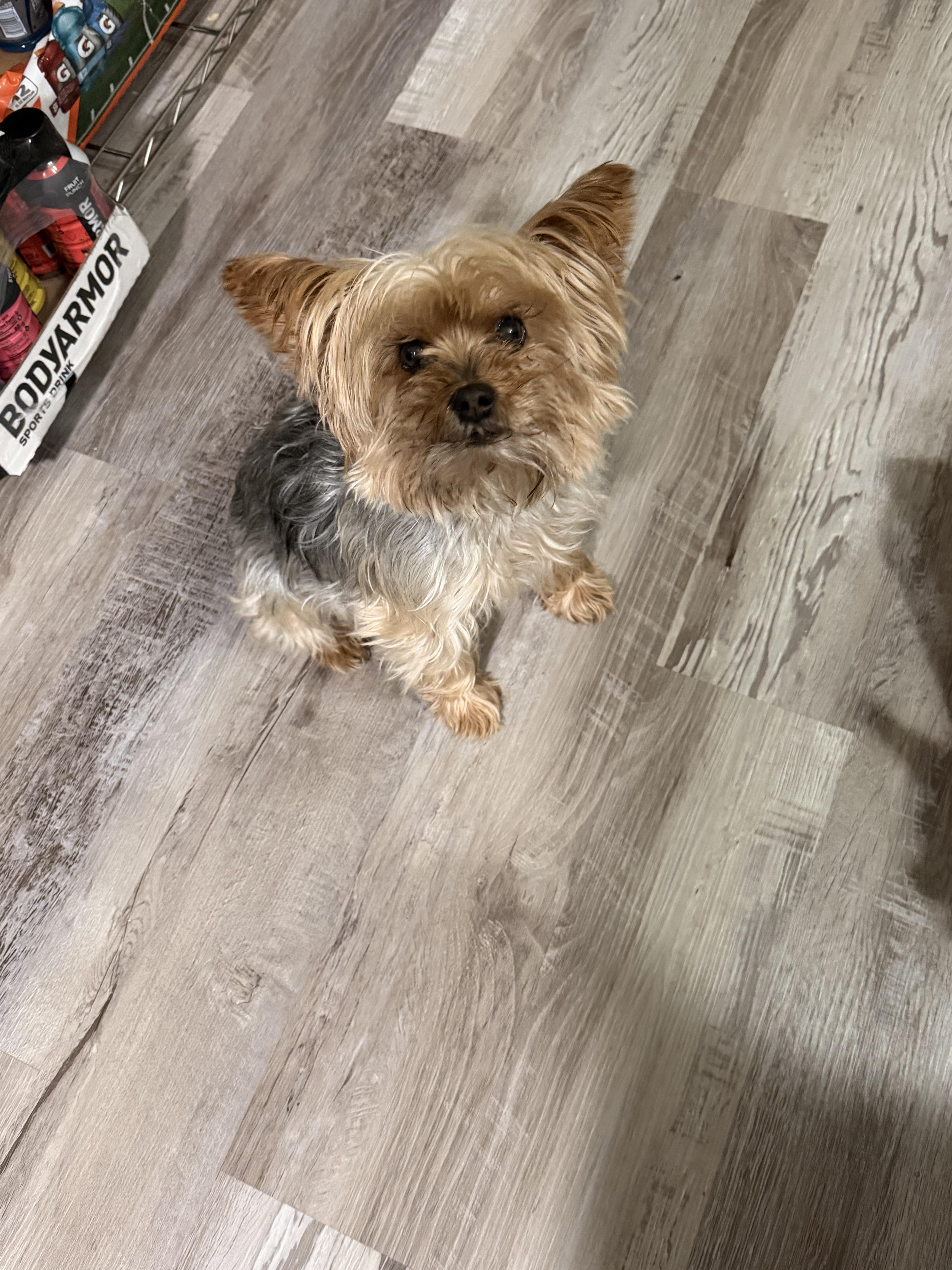 Enlarge Little girl , a ADOPTABLE Yorkshire Terrier in South Amboy, NJ image 1/1