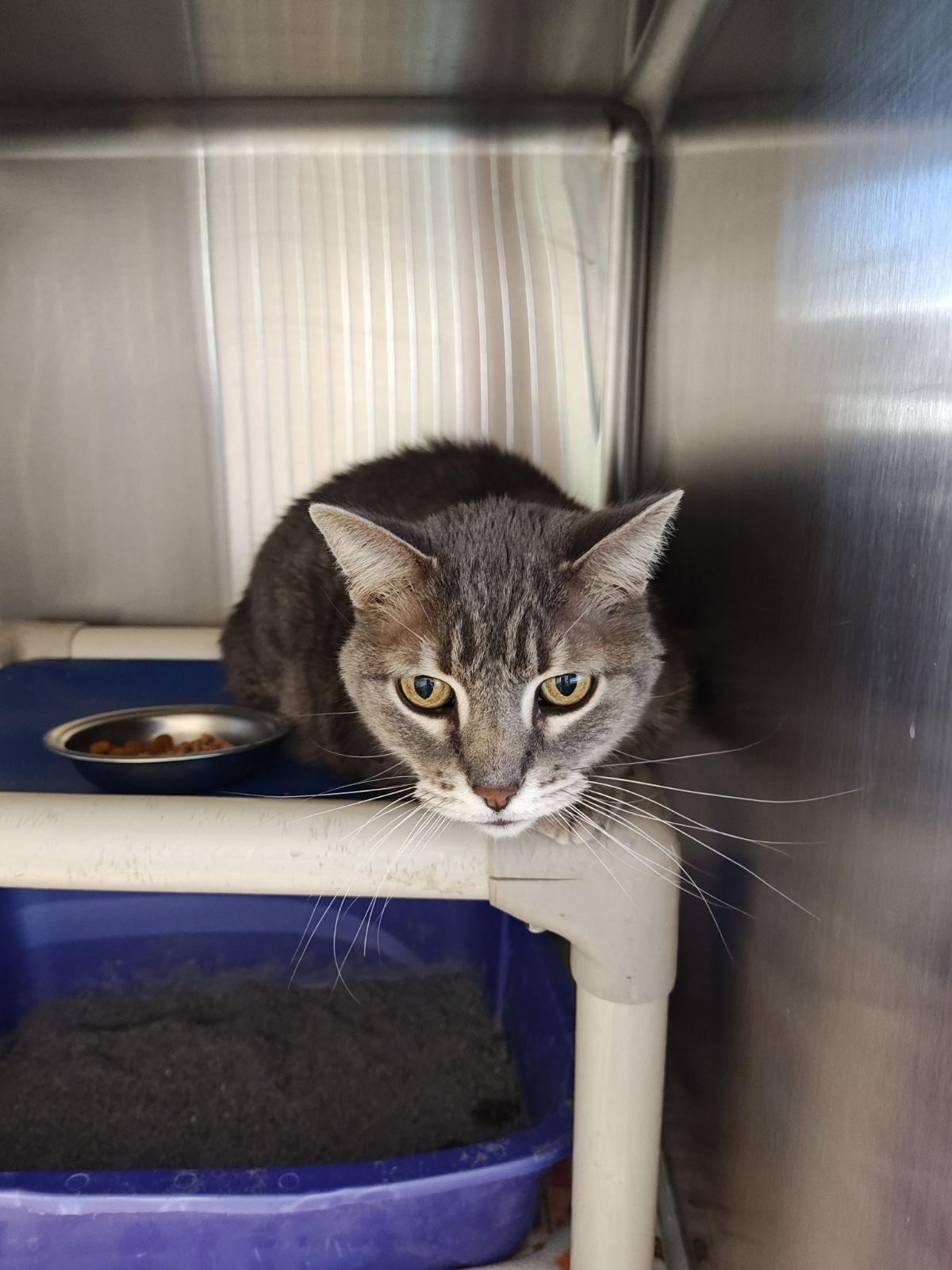 Enlarge Mr. Gray- Senior Cat , a Adoptable Domestic Short Hair in Wahpeton, ND image 2/2