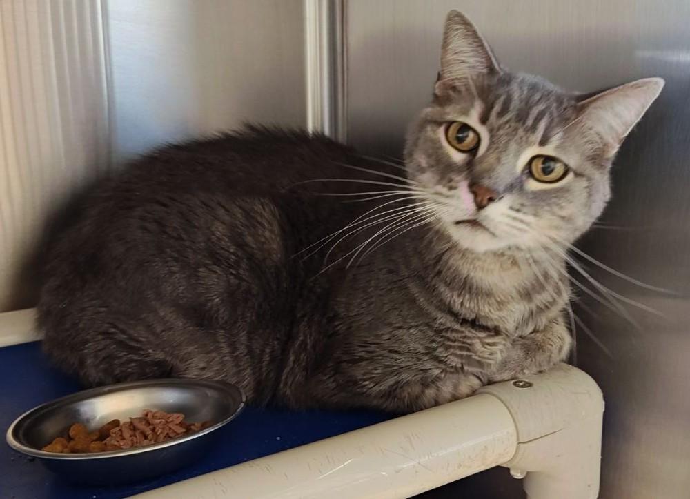 Mr. Gray- Senior Cat , Adoptable, Senior Male Domestic Short Hair.