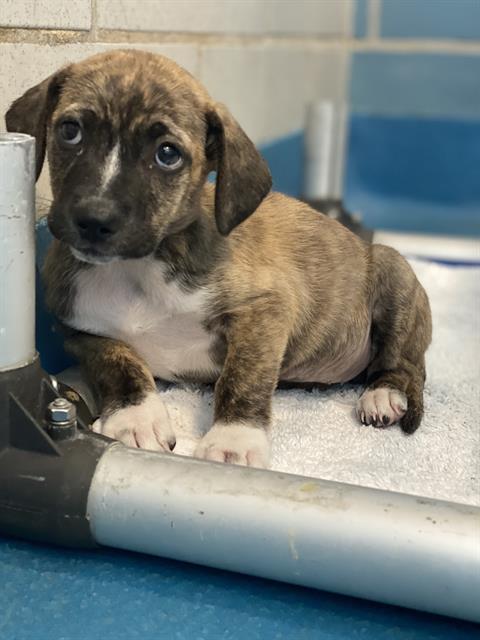 SAMANTHA — thumbnail 2