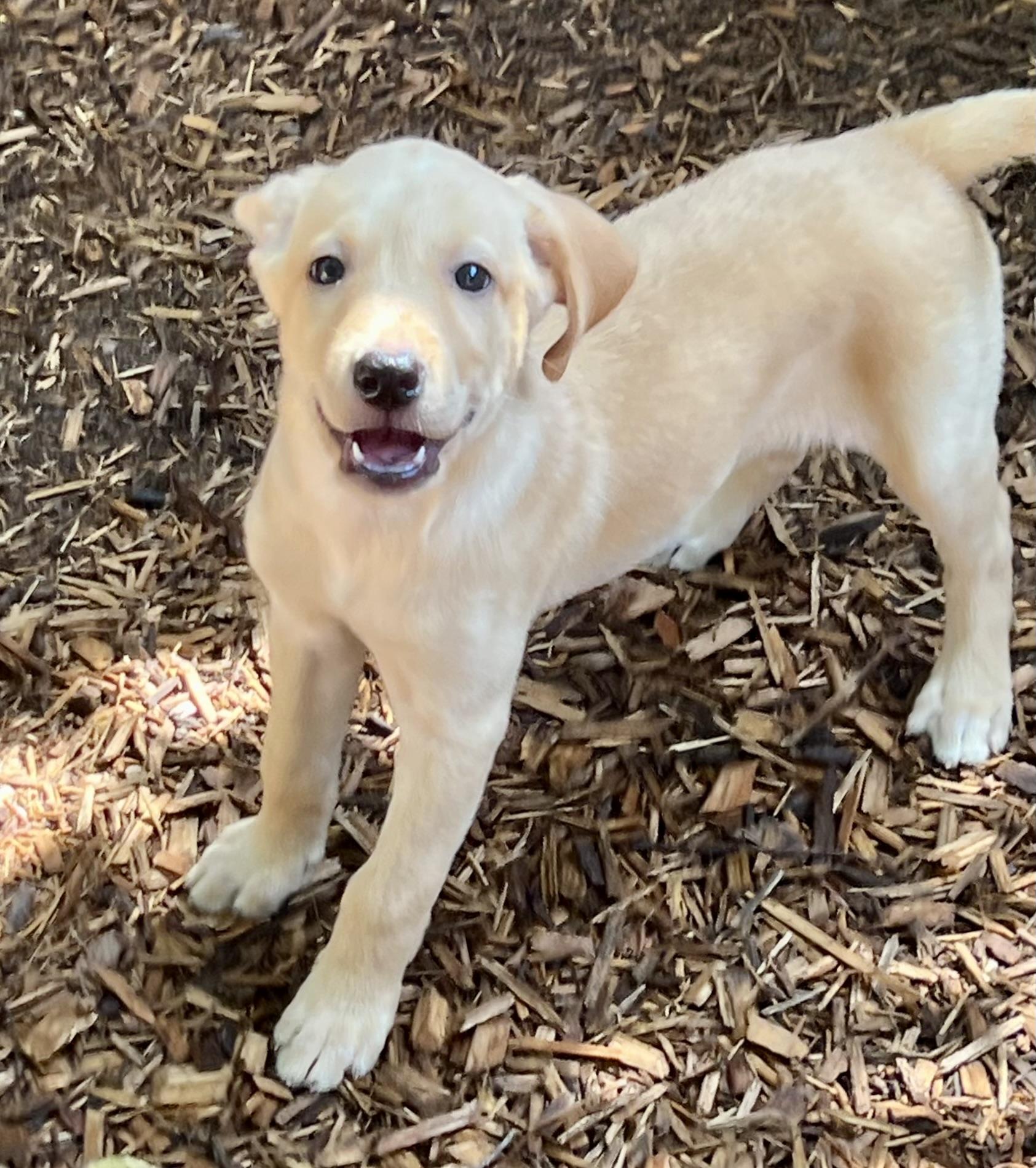 Enlarge Sierra, a ADOPTABLE mixed breed in Mt Pleasant, SC image 3/3