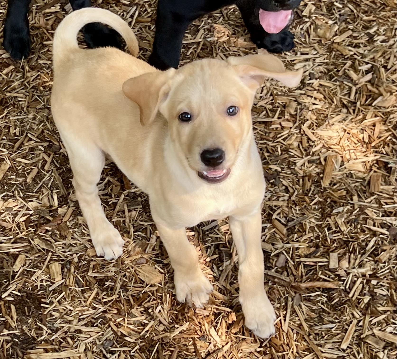 Sierra, ADOPTABLE, Puppy Female Mixed Breed.