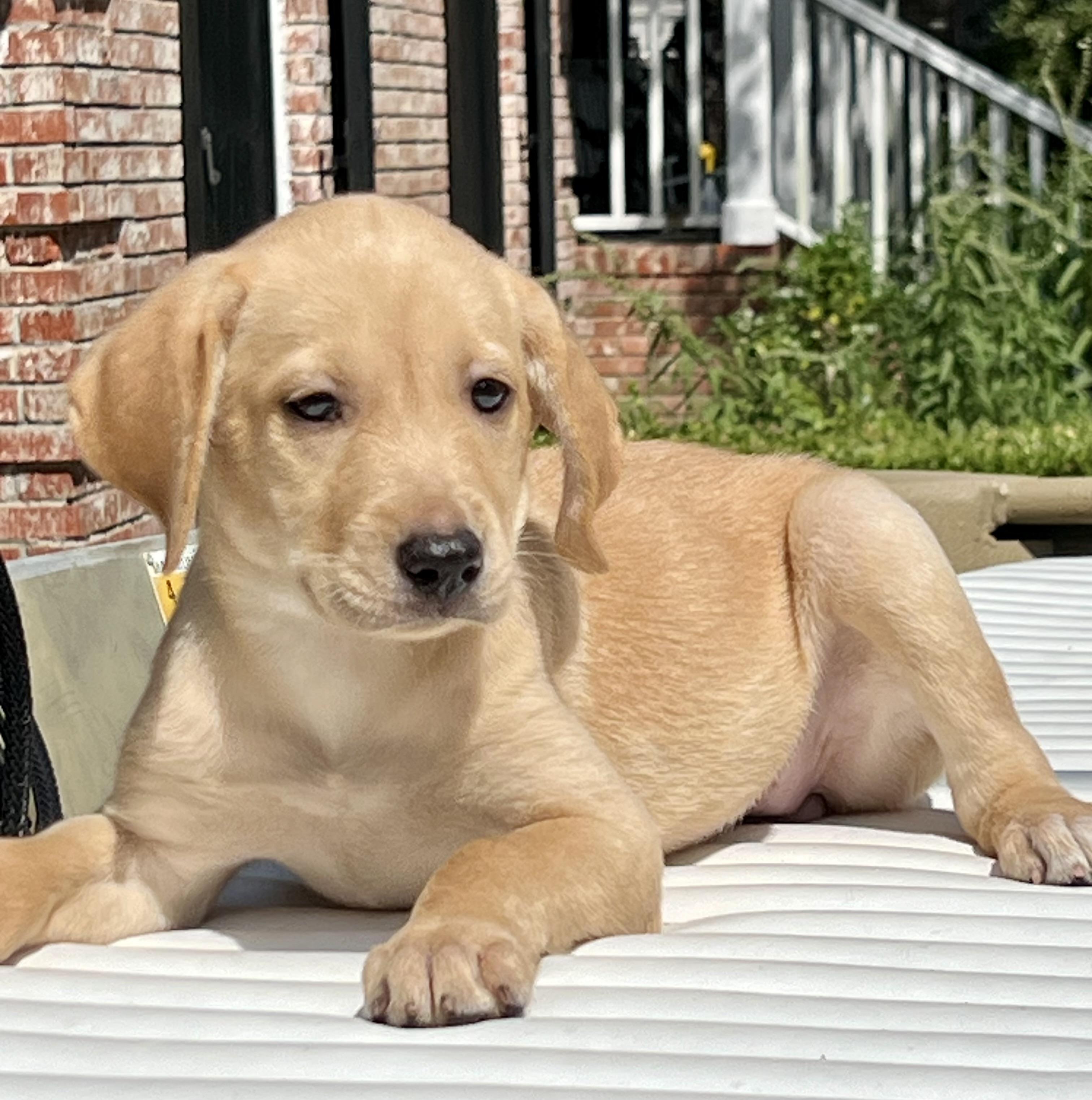 Enlarge Sierra, a ADOPTABLE mixed breed in Mt Pleasant, SC image 2/3