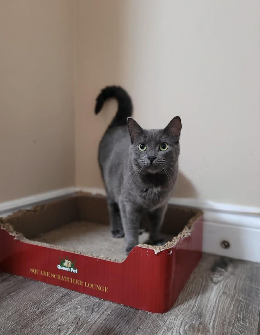 Enlarge Marina, a ADOPTABLE Domestic Short Hair in Shakespeare, ON image 1/1