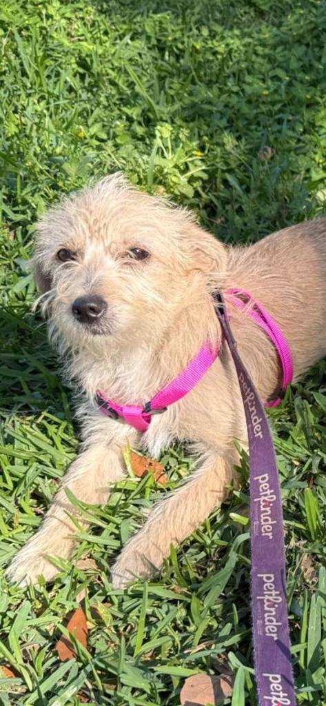 Enlarge Bella, a Adopted mixed breed in CONROE, TX image 1/1