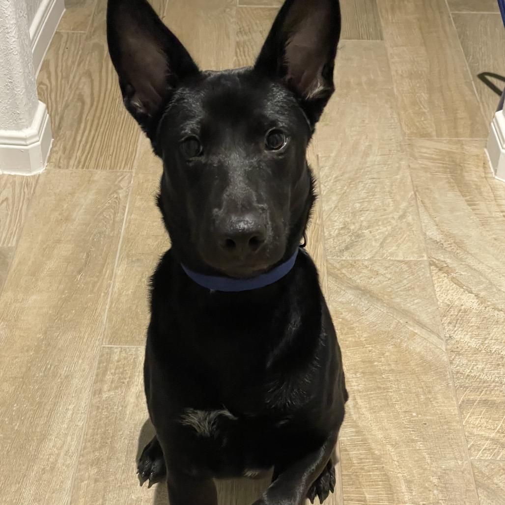 Bandit, Adoptable, Young Male Black Labrador Retriever & Mixed Breed.