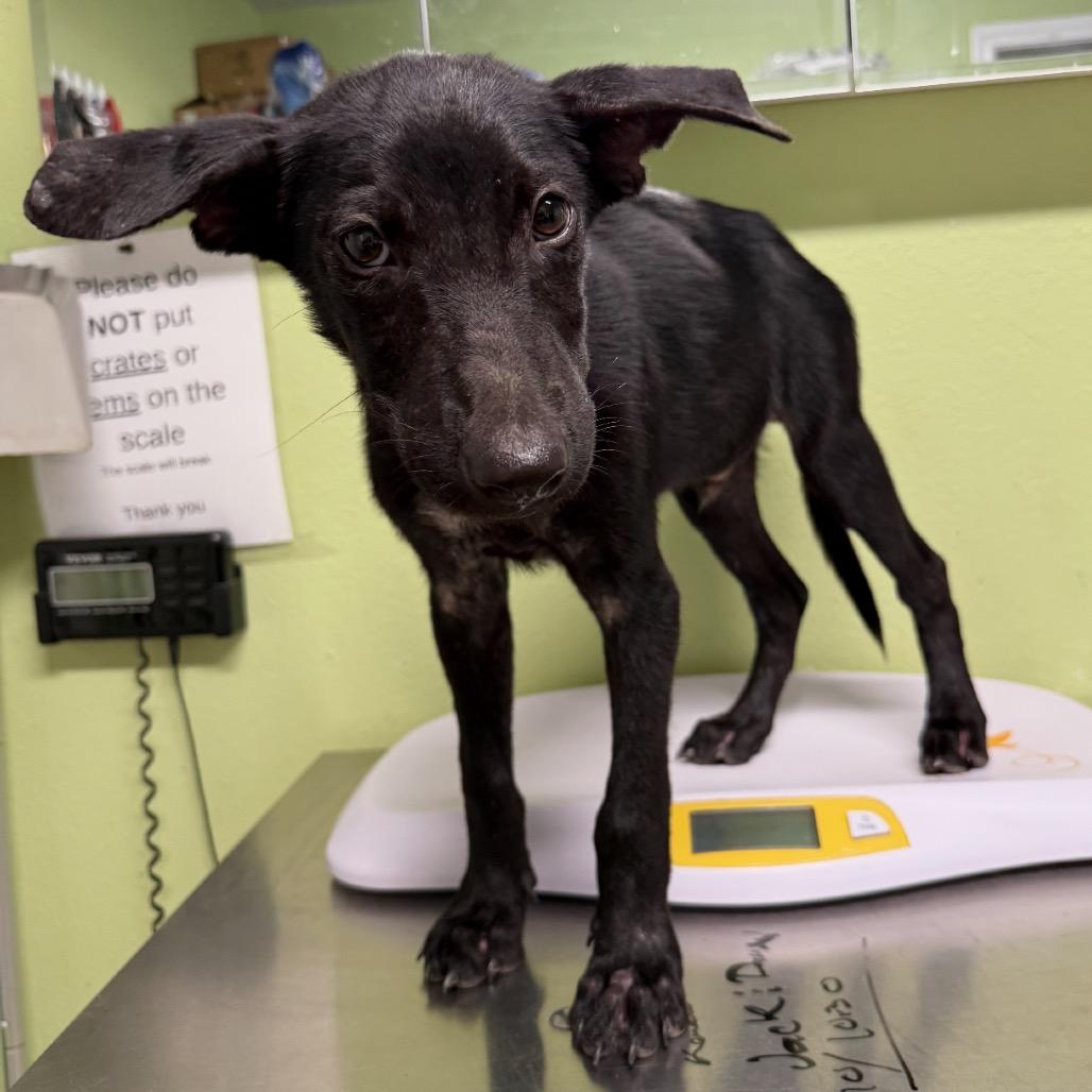 Bandit, Adoptable, Young Male Black Labrador Retriever & Mixed Breed.