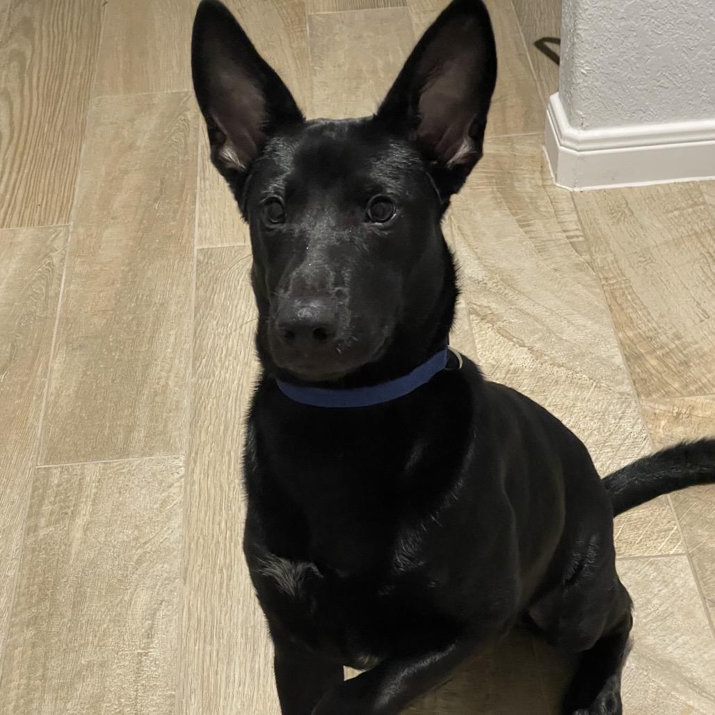 Enlarge Bandit, a Adoptable mixed breed in Floresville, TX image 2/4