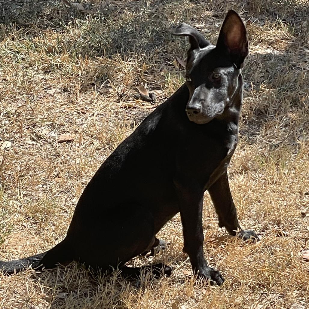 Enlarge Bandit, a Adoptable mixed breed in Floresville, TX image 3/4