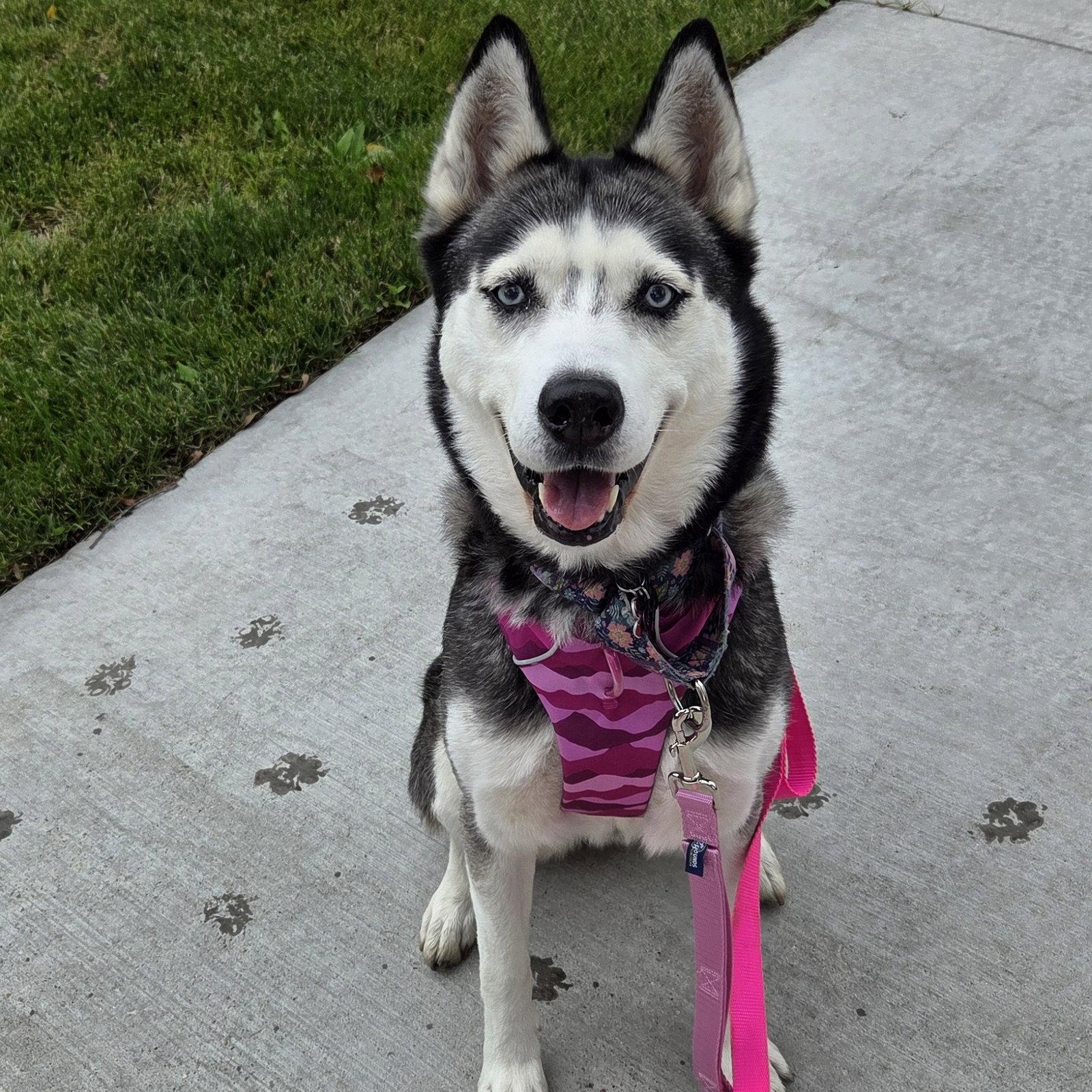 Sweatpants, Adoptable, Adult Female Husky.