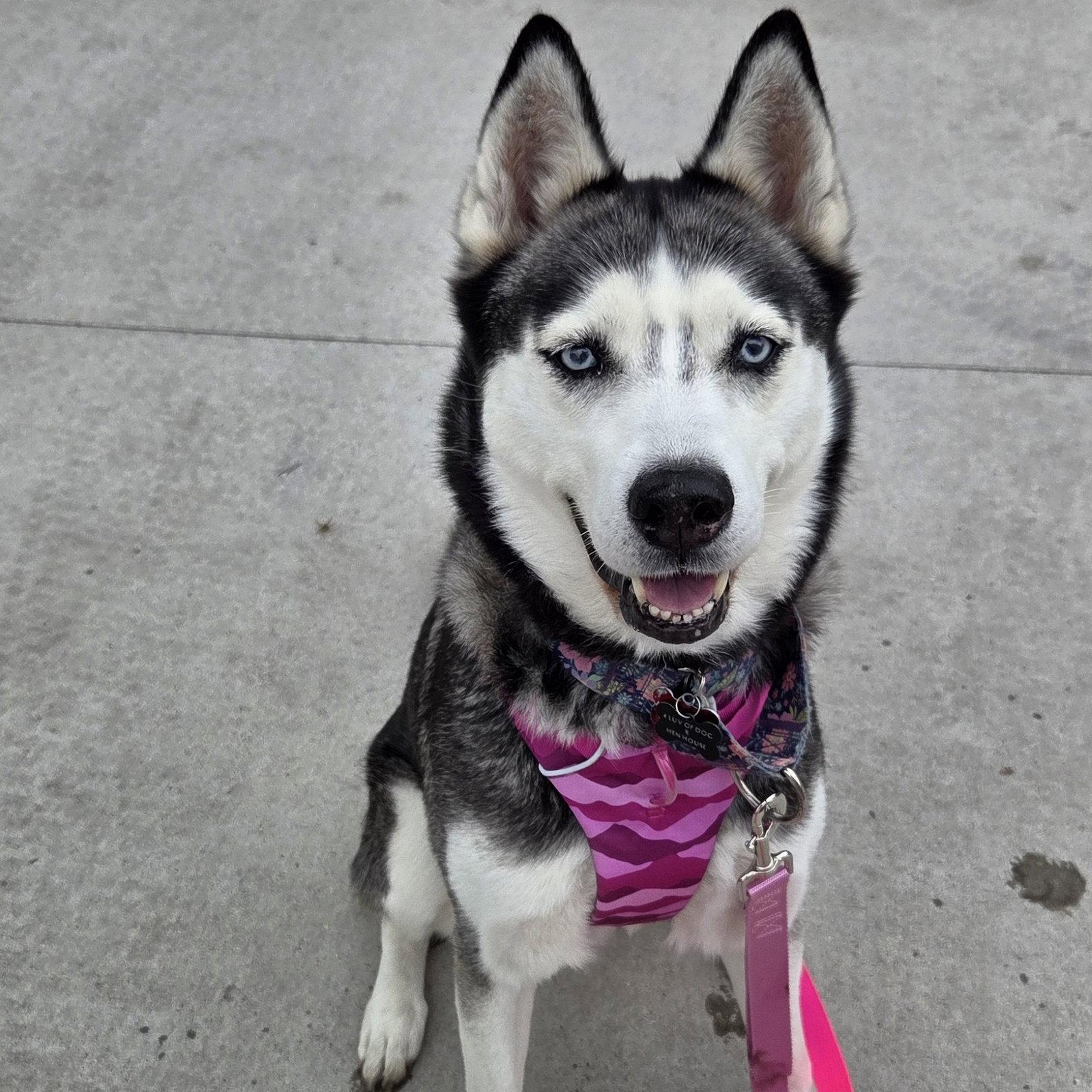 Enlarge Sweatpants, a Adoptable Husky in Fargo, ND image 3/3
